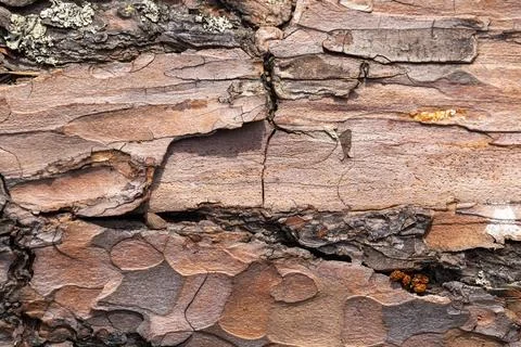 Close-up view of pine tree bark showing layered brown wood grain Stock Photos
