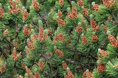 Close-up view of a pine tree branch with many small, developing pine cones Stock Photos