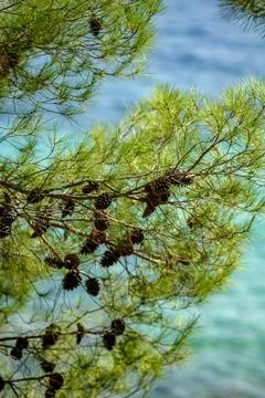 A close-up view of a pine tree branch in a serene, natural setting Stock Photos