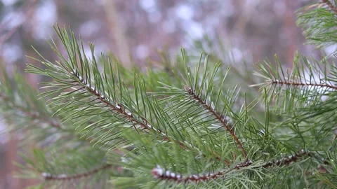 Close up view of pine tree branches swaying in the wind Stock Footage 233162029