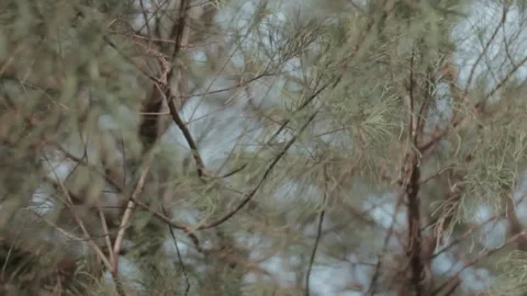 Close-Up View of Pine Tree Branches Swaying in the Breeze against Soft Blue S Stock Footage 303340343