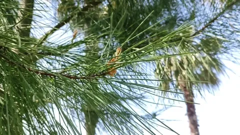 Close-up view of pine tree branches showcasing vibrant green needles and natural Stock Footage 316168658