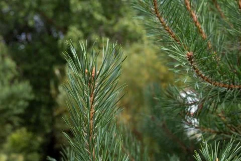 Close-up view of pine tree branches showcasing vibrant green needles in forest Stock Photos