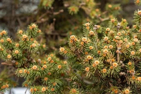 Close view of pine tree branches with new buds showing signs of growth in a.. Stock Photos