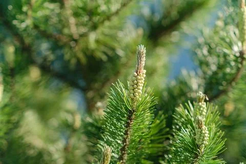 Close-up view of pine tree branches with fresh green needles and developing 스톡 사진