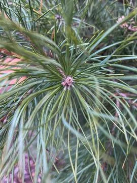 Close view of pine tree foliage and budding growth Stock Photos