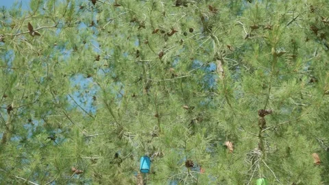 Close-up view of a pine tree in the forest at sunrise. Stock Footage 166458269