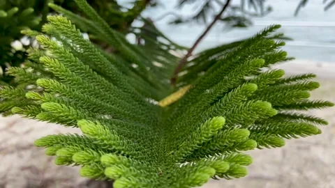 A close up view on pine tree leaves Stock Footage 162656976