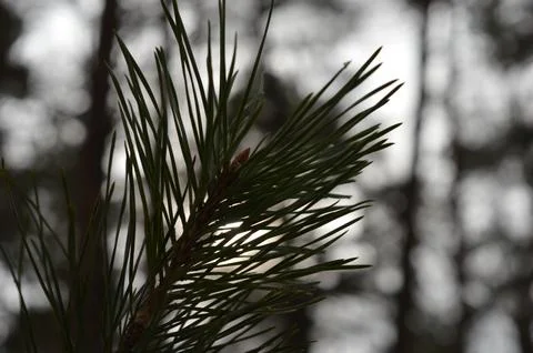 Close-up view of pine tree needles against a blurred forest background during Stock Photos