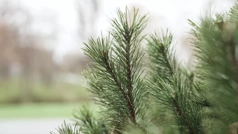 A close-up view of a pine tree, showcasing its detailed textures and characteris Stock Footage 293511659