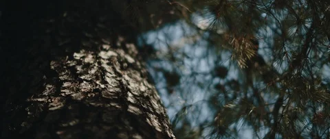 Close up view of pine tree trunk with blue sky in the background Stock Footage 126738505