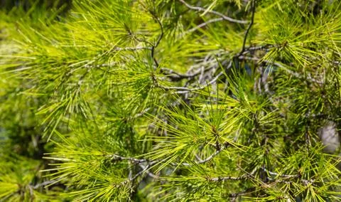 Close up view of a pine tree, wallpaper, background. Stock Photos