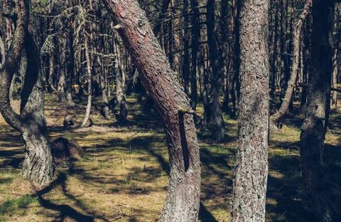 Close up view of pine trees bark covered in lichen at dancing forest on curon Stock Photos