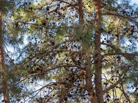 Close-up view of the pine trees with bunch of pine cones Stock Photos