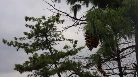Close-up view of pine trees with clusters of cones hanging from long green needl Stock Footage 319437292