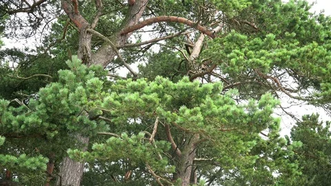 Close-up View of Pine Trees in the Forest. 4K Ultra HD Stock-Footage 83653701