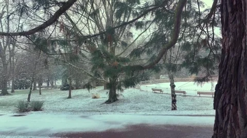Close View of Pine Trees in Winter Park Snowfall Stock Footage 328915612