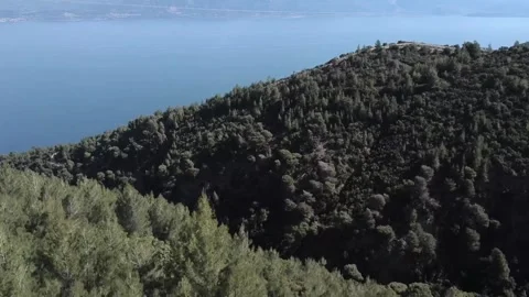 Close view of pine treetops above deep blue sea and coastal mountain slope Stock Footage 344094835