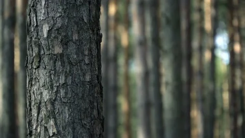 Close-up view of pine trunk in the forest Video stock 113047658