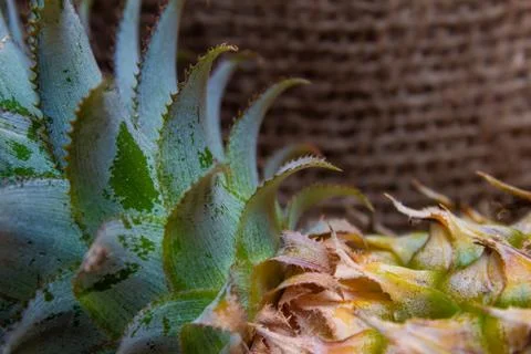 Close view of the pineapple fruit with green color flowing at the top. Stock Photos