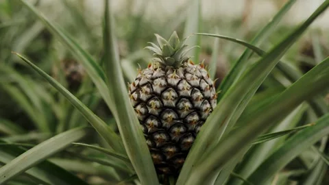 Close-Up View of a Pineapple Growing Amidst Lush Leaves Stock Footage 344857730