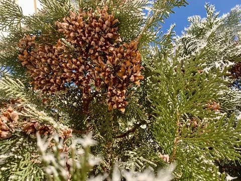 A close-up view of pinecones hanging on a cedar tree branch, surrounded by Stock Photos
