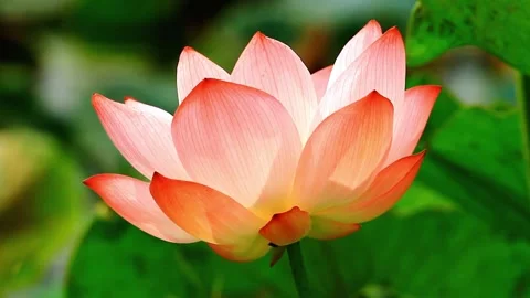 Close-up View of a Pink and Orange Lotus Flower Blossom Stock Footage 310818308