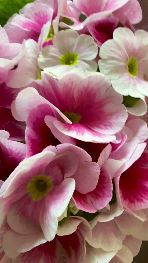 Close up view of pink and white primrose flowers Video stock 331981190