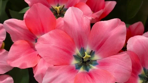Close up view of Pink blooming tulips in a beautiful garden Stock Footage 329827675