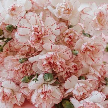 Close up view of pink carnation flower Stock Photos