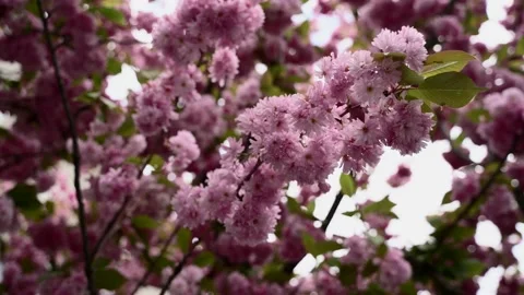 Close up view of pink cherry blossom Sakura flower with blurry background 動画素材 154595609