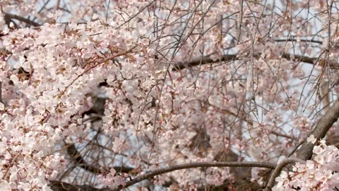 Close Up View of Pink Cherry Blossoms Blooming in Kyoto Japan Stock Footage 335924044