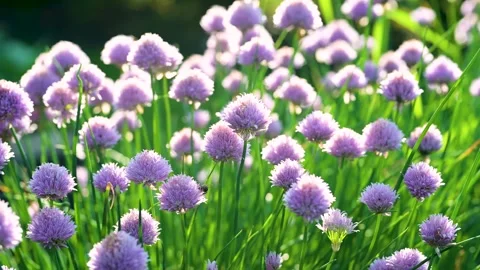 Close-up view of pink clover herbs on a meadow with the bee flying over them on. 스톡 동영상 279787321