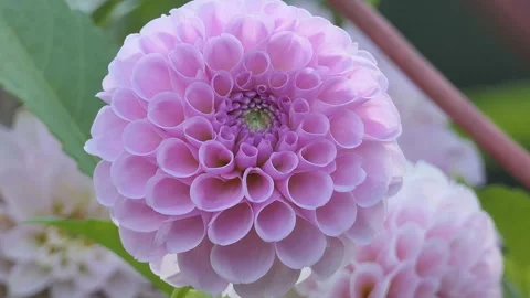 A close up view of a pink dahlia. Stock Footage 112360048