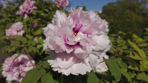Close up view of a pink flower with pan Stock Footage 272525055