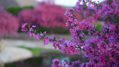 Close up view of Pink flowering crabapple tree in full bloom along suburban Stock Footage 334061259