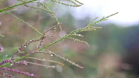 Close up view of pink flowering plant branch wet with rain drops Stock Footage 250047357