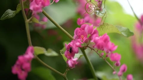 Close-up view of pink flowers being visited by bees Stock Footage 263697955