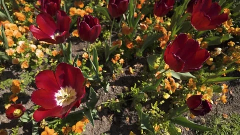A close view of pink flowers with pan Stock Footage 274897644