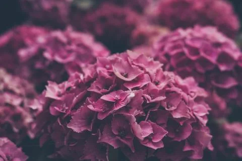 Close up view of a pink hydrangea flower. Stock Photos