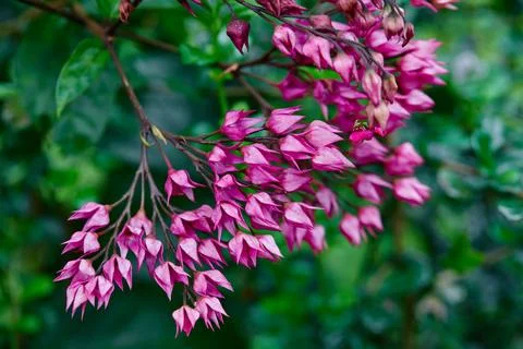 Close-up view of pink Java Glory Bean blooming on branch Stock Photos