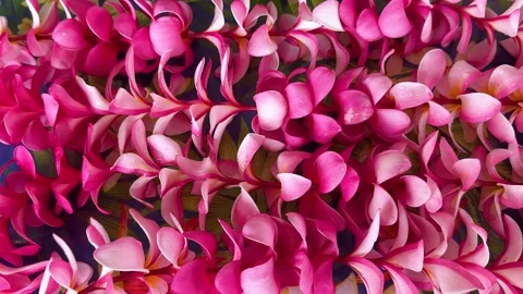 Close view of pink leaves covering the frame in an outdoor plant setting 스톡 동영상 347955853