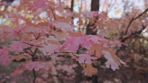 Close view of pink leaves at sunset in shadowy mountain forest in Utah Video stock 194460505