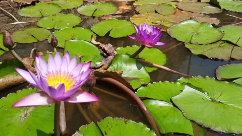 The close up view of pink lotus and lotus leaves in the swamp Stock Footage