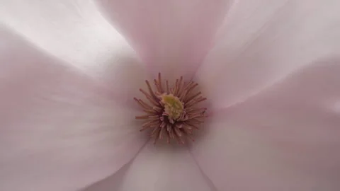 A close up view of a pink magnolia stigma. Stock Footage 267589121