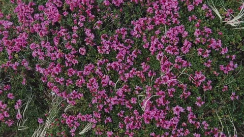 Close up view of pink mountain flowers in the highlands. Pure nature. Beauty of Stock Footage