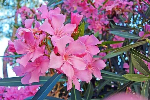 Close up view pink oleander or Nerium flower blossoming on tree Stock Photos