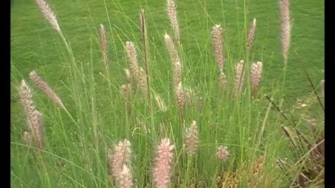 Close view of pink ornamental grass in sunlight Stock Footage 346148103