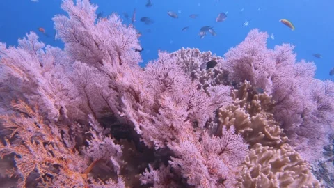 Close up view of pink red gorgonian sea fan and finger leather corals growing on Stock Footage 263017260