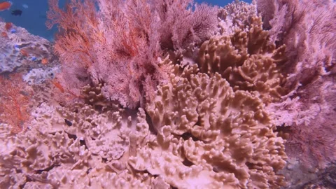 Close up view of pink red gorgonian sea fan and finger leather corals growing on Stock Footage 263017430